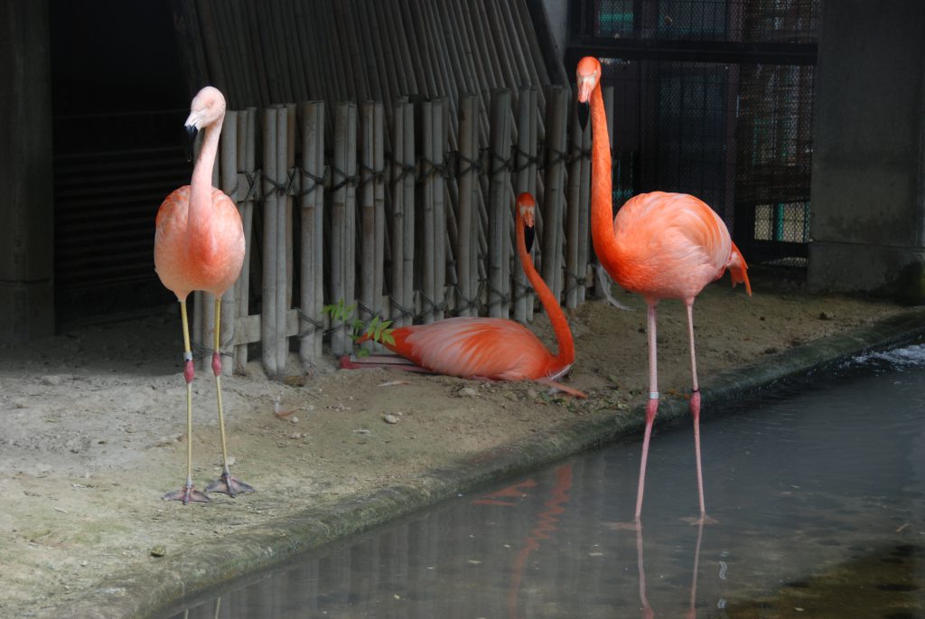 三角関係 高岡古城公園動物園