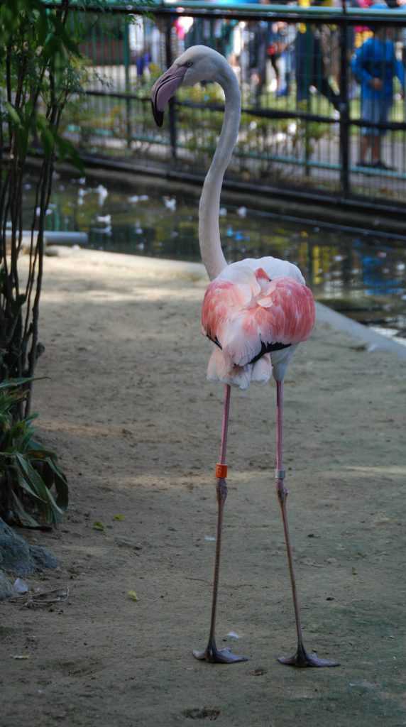 ヨーロッパフラミンゴがやってきた 高岡古城公園動物園