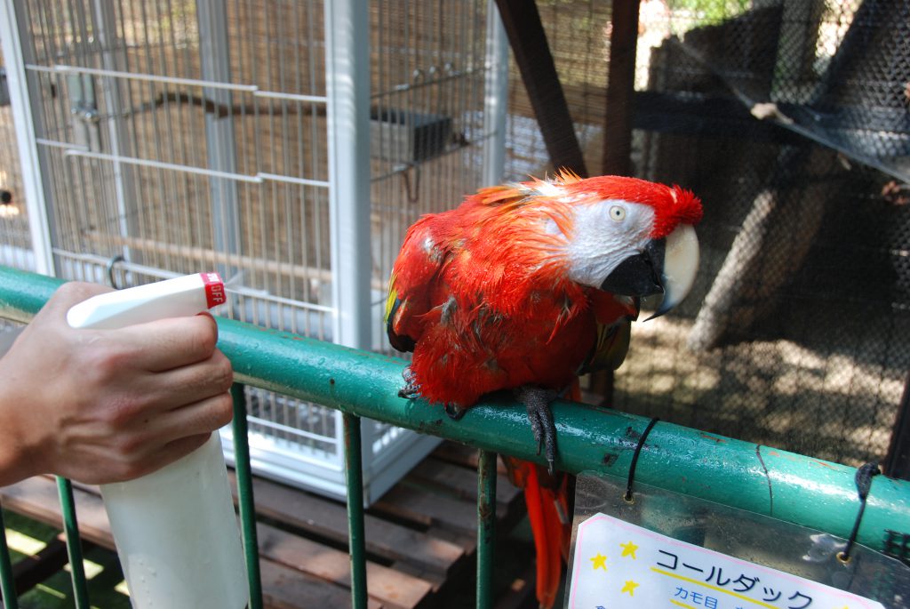 暑中お見舞い申し上げます。
