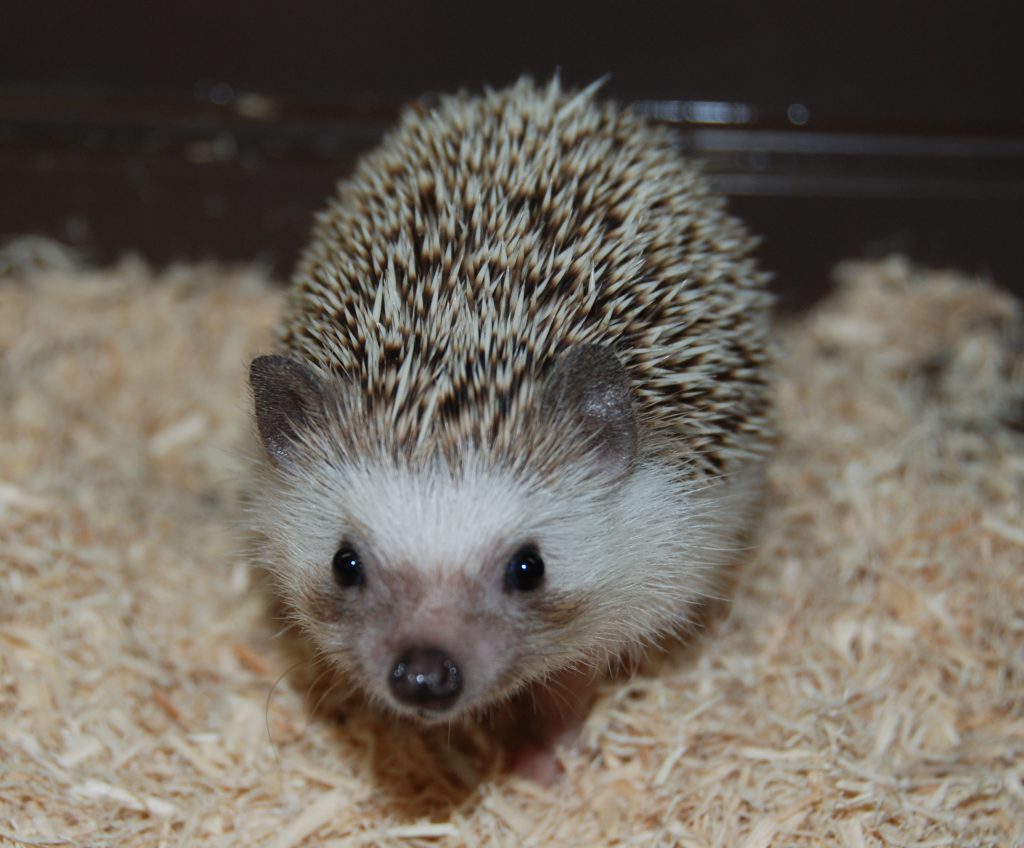 第37回動物園まつり開催のお知らせ