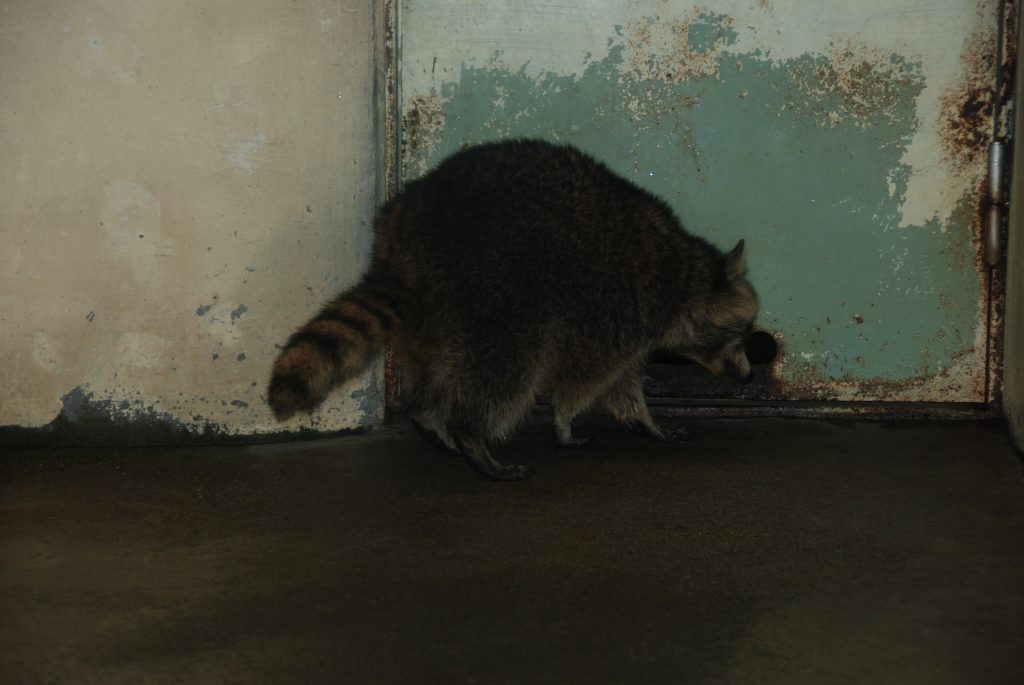 のぞき