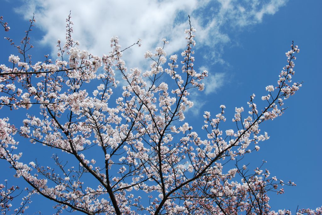 お花見日和🌸
