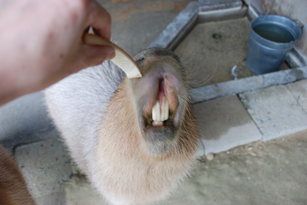 明日は、いい歯の日