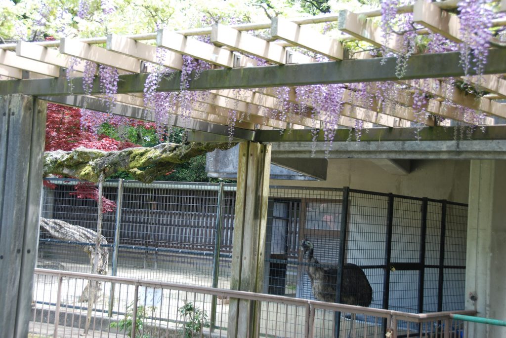 開花