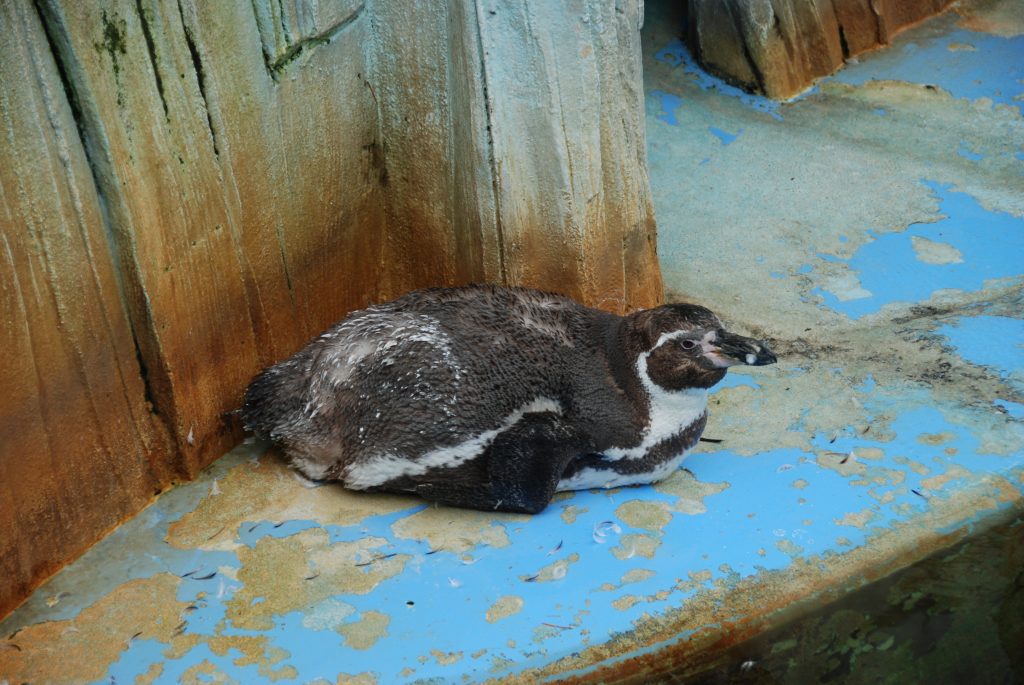 ペンギン換羽