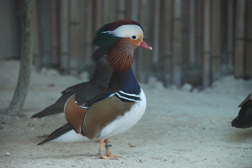 オシドリの衣替え