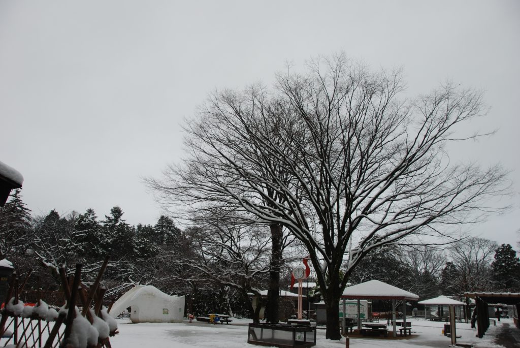ついに雪の季節に・・・