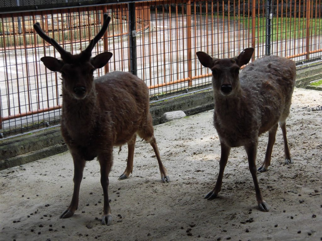 ミナオとウメ