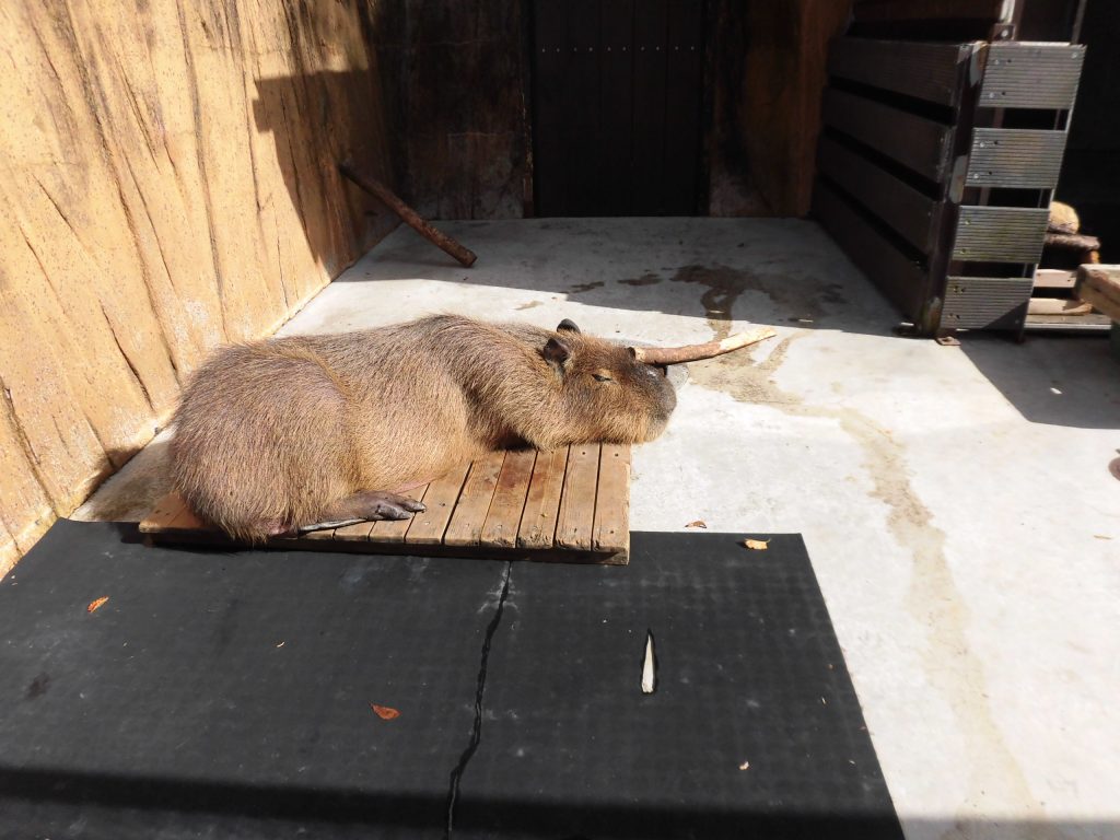 今日の動物園
