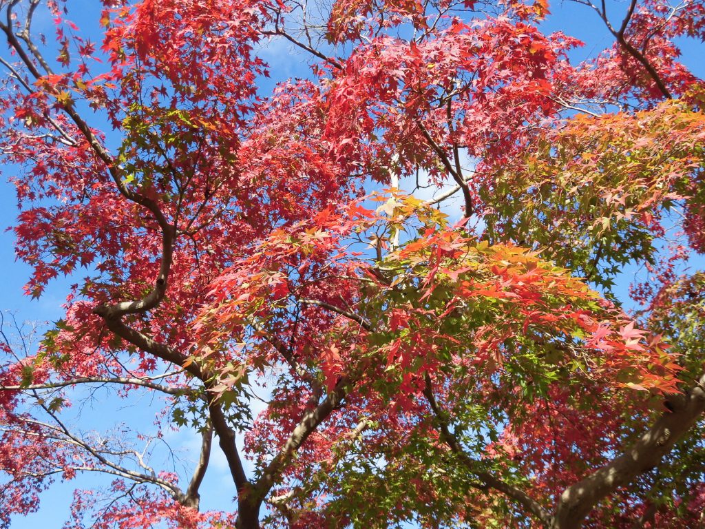 紅葉狩り日和