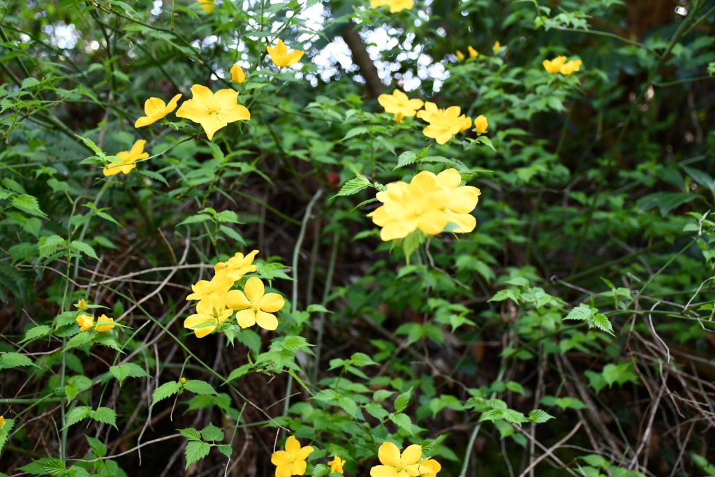にぎやかな春🌸