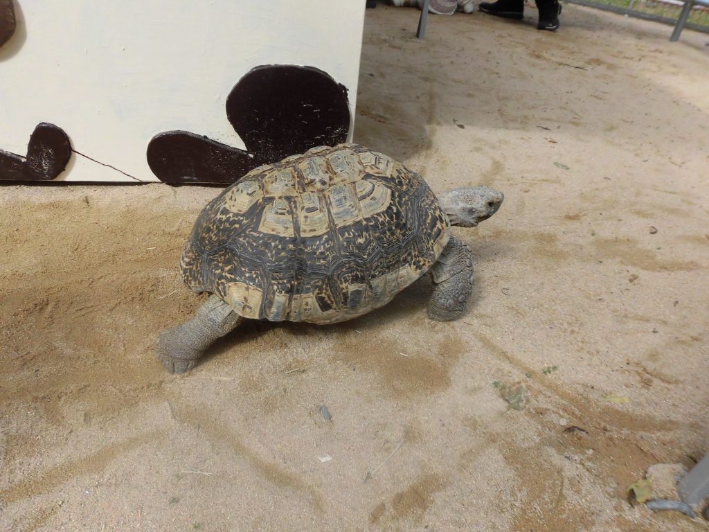 今日のふれあい広場は。