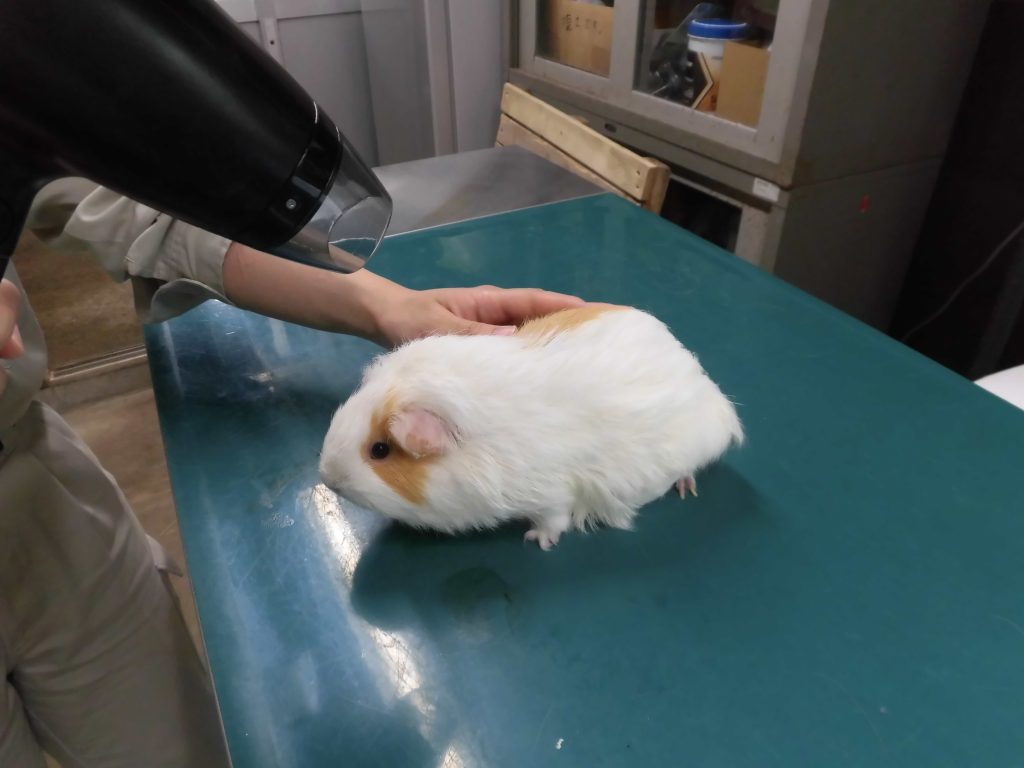 かわいくなったよ～