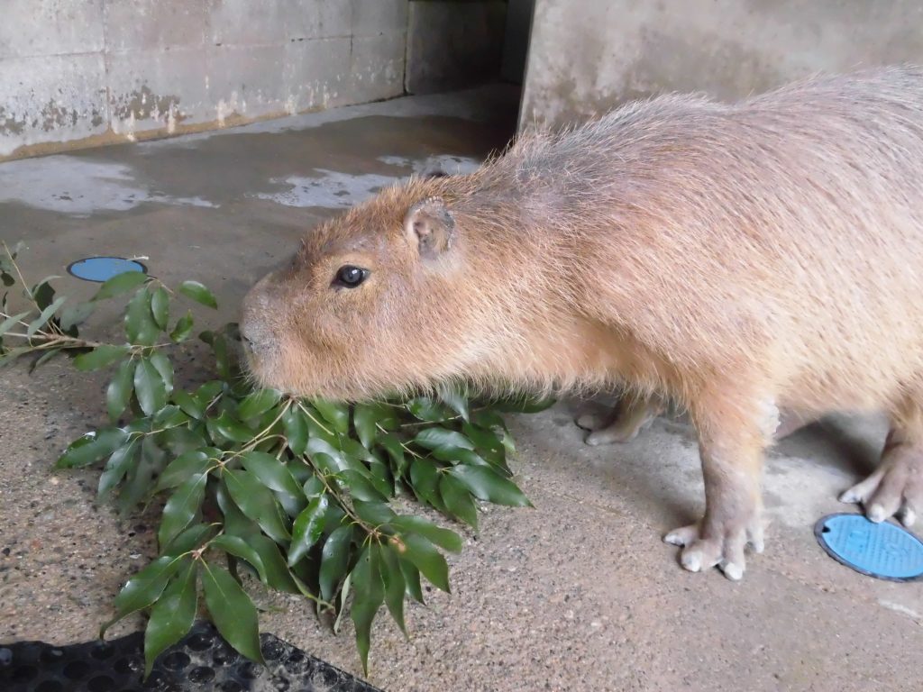 ムシャムシャ。