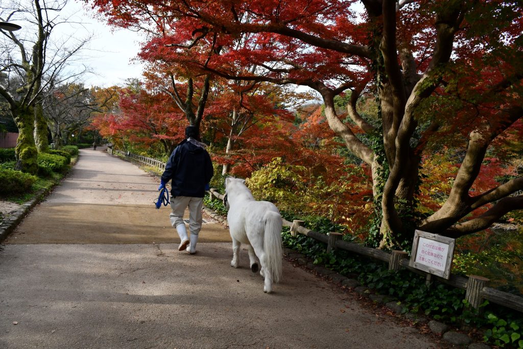 紅葉狩り