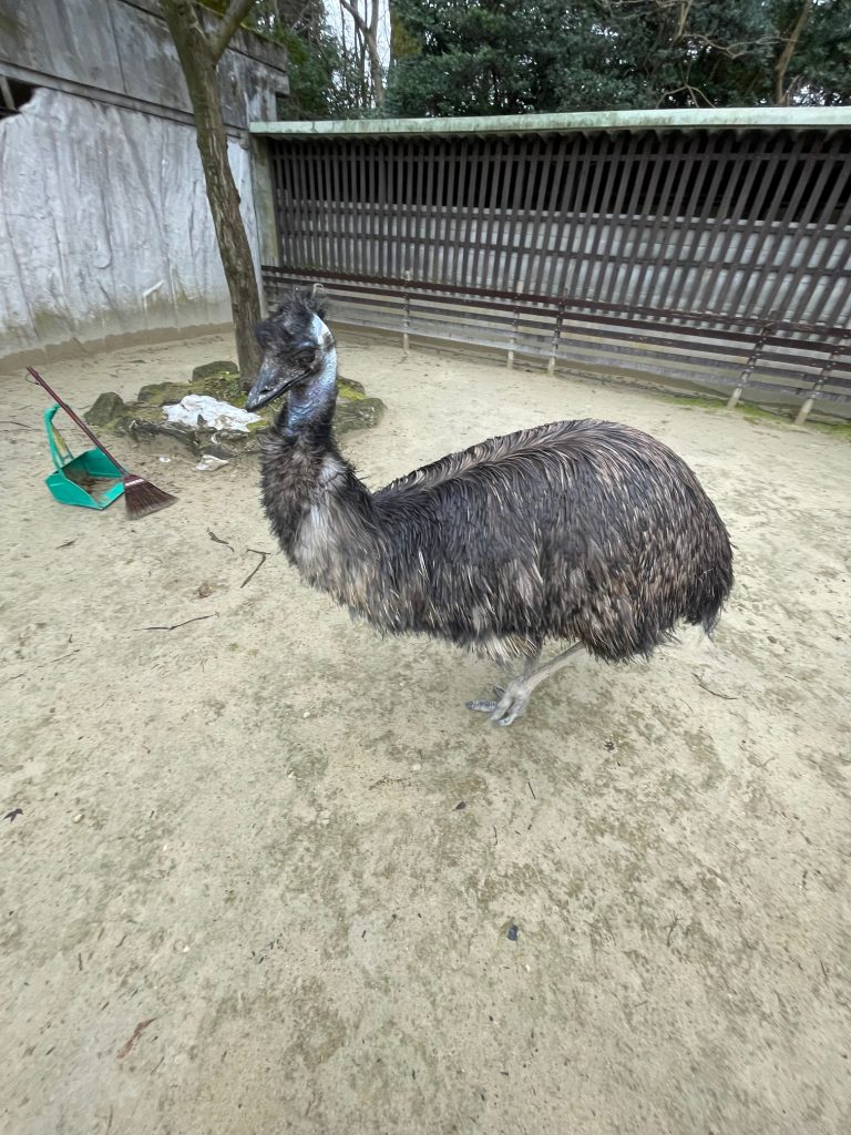 発情期