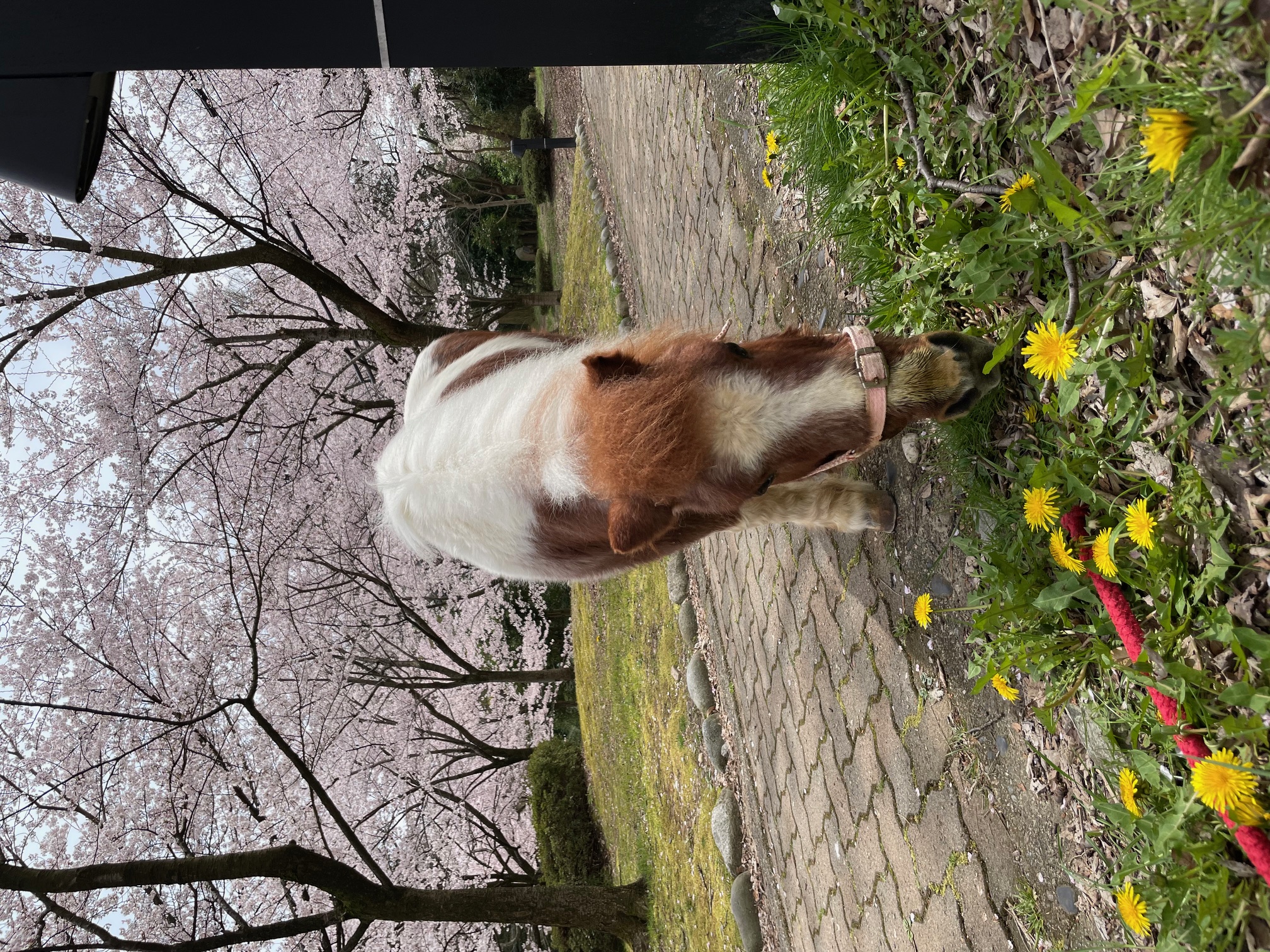 お散歩日和🌸