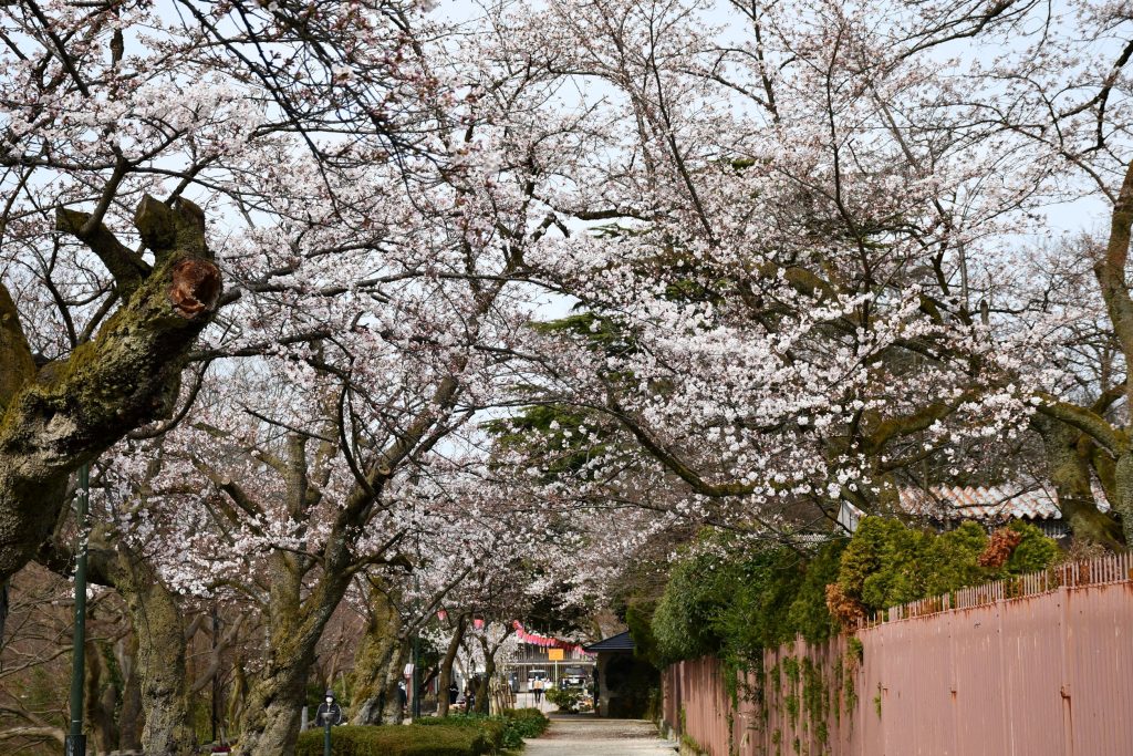 桜咲く