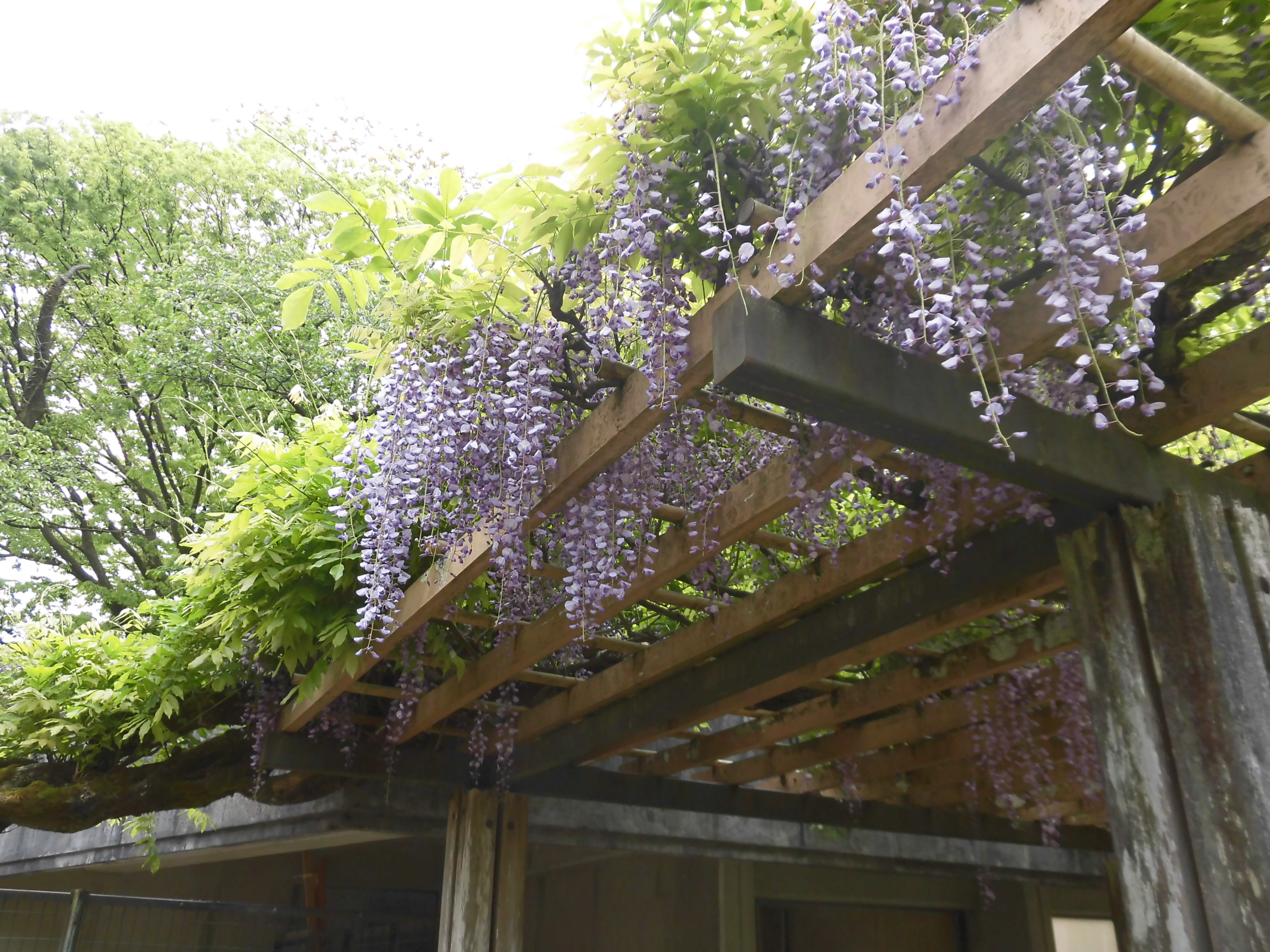 フジの花