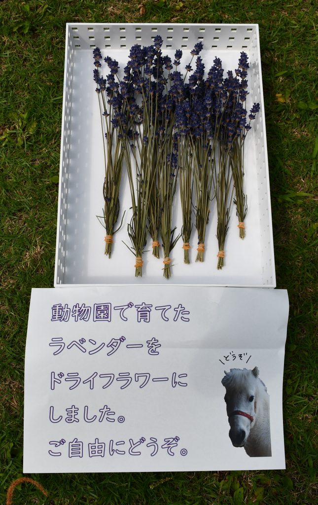 ラベンダー