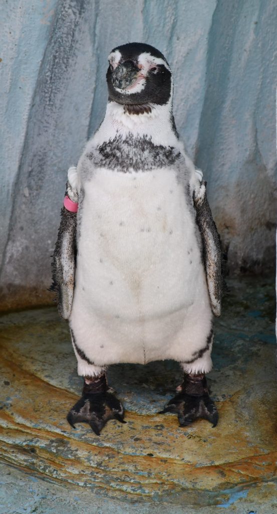 今日のペンギン