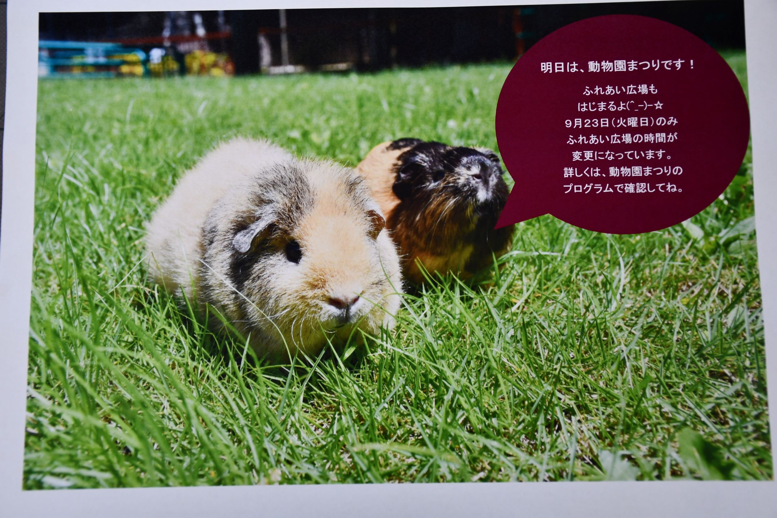 ９月２３日（火曜日）は動物園まつりです！！