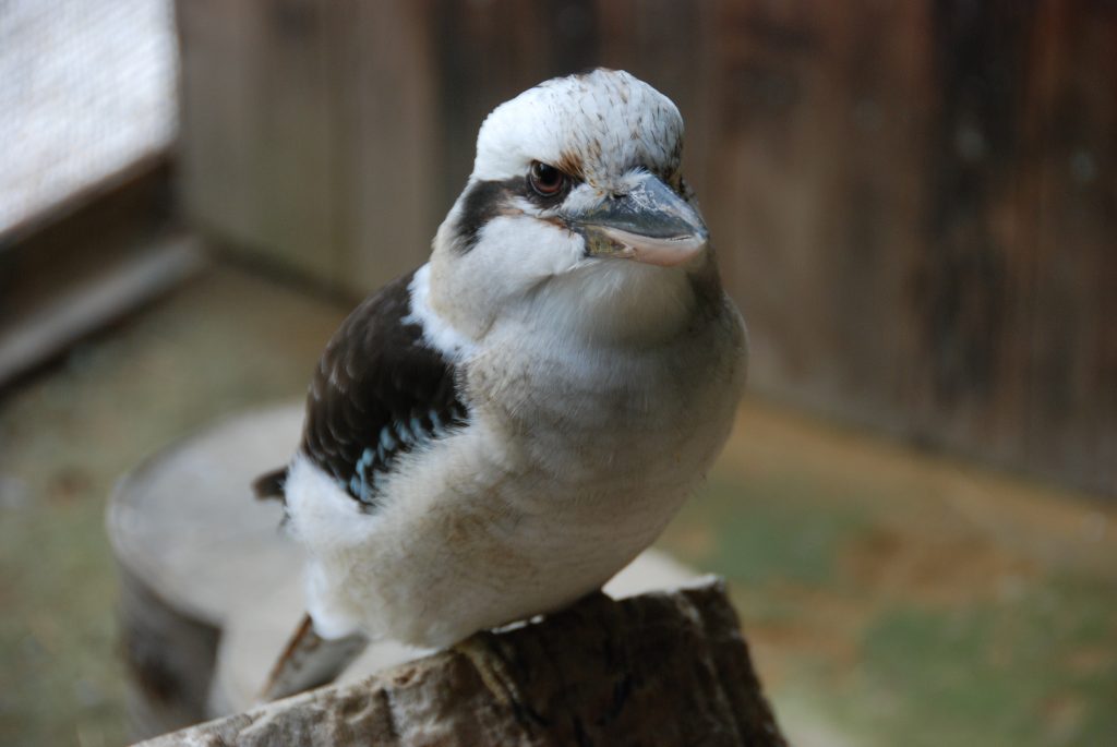 鳥インフルエンザ対策