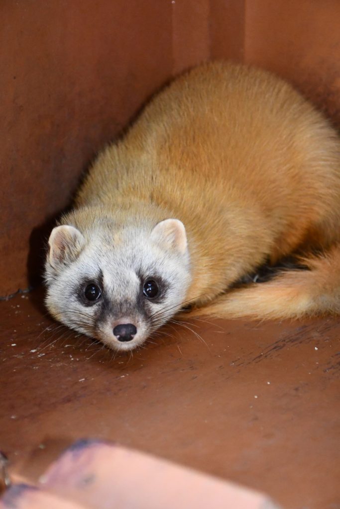 只今冬毛に換毛中