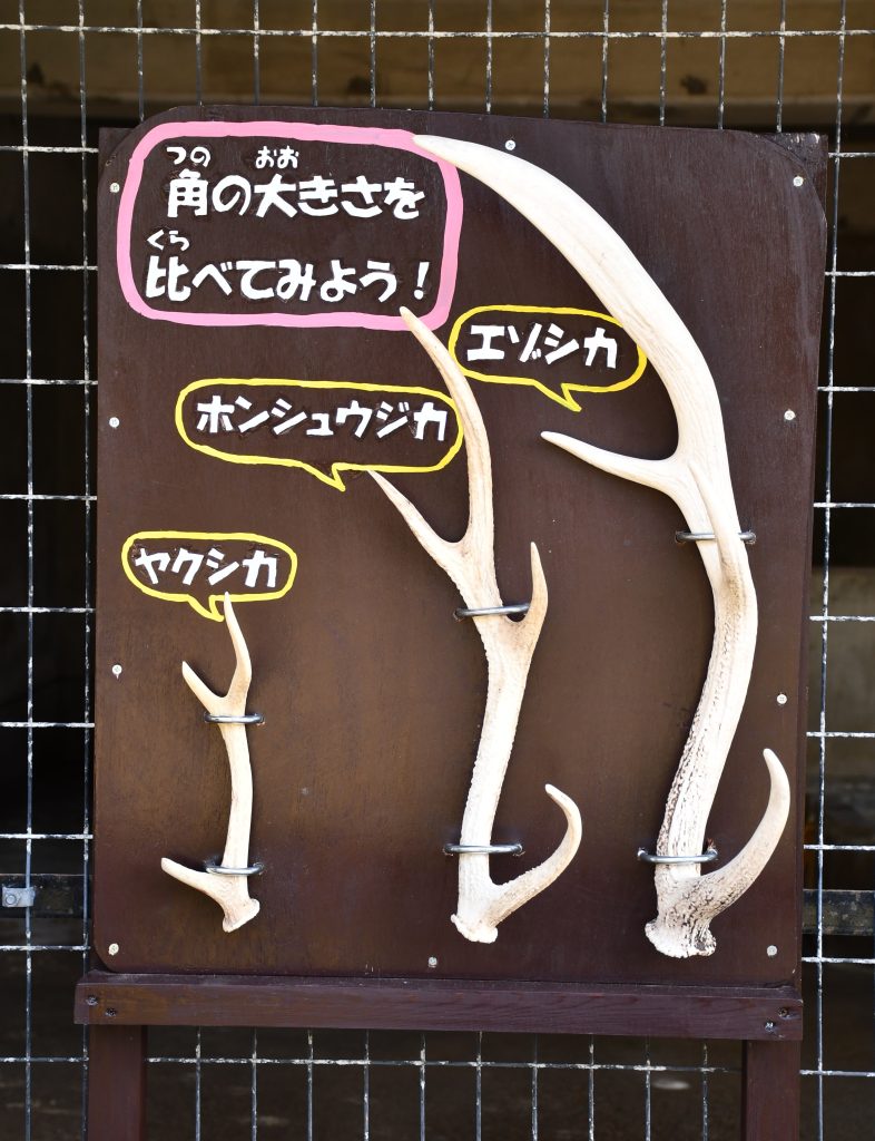シカの角看板
