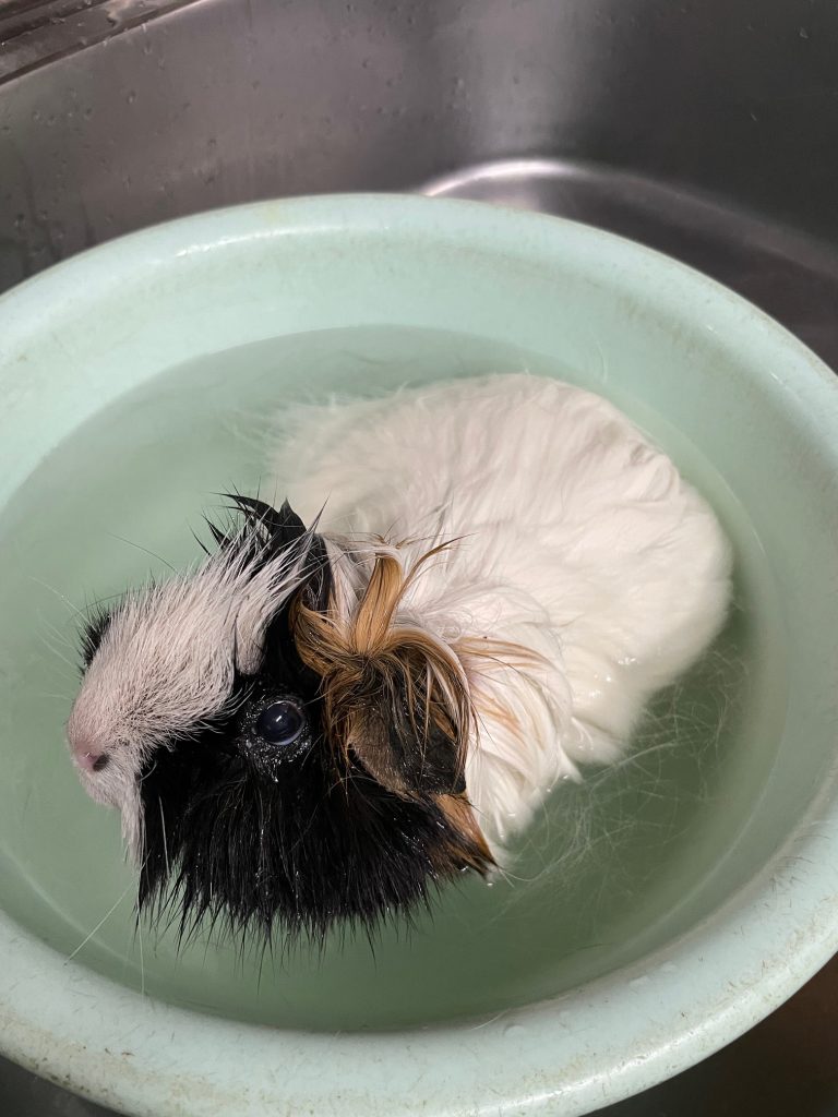 かわいくなりました！