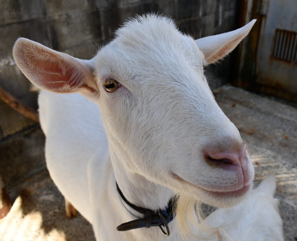 動物園カレンダーは・・・