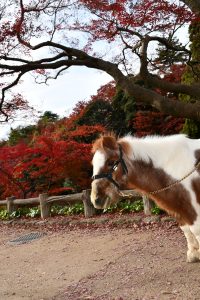 アイちゃんと紅葉