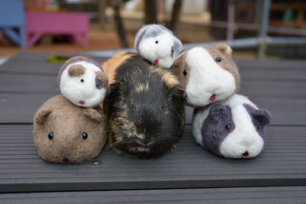 本物ど～れだ？