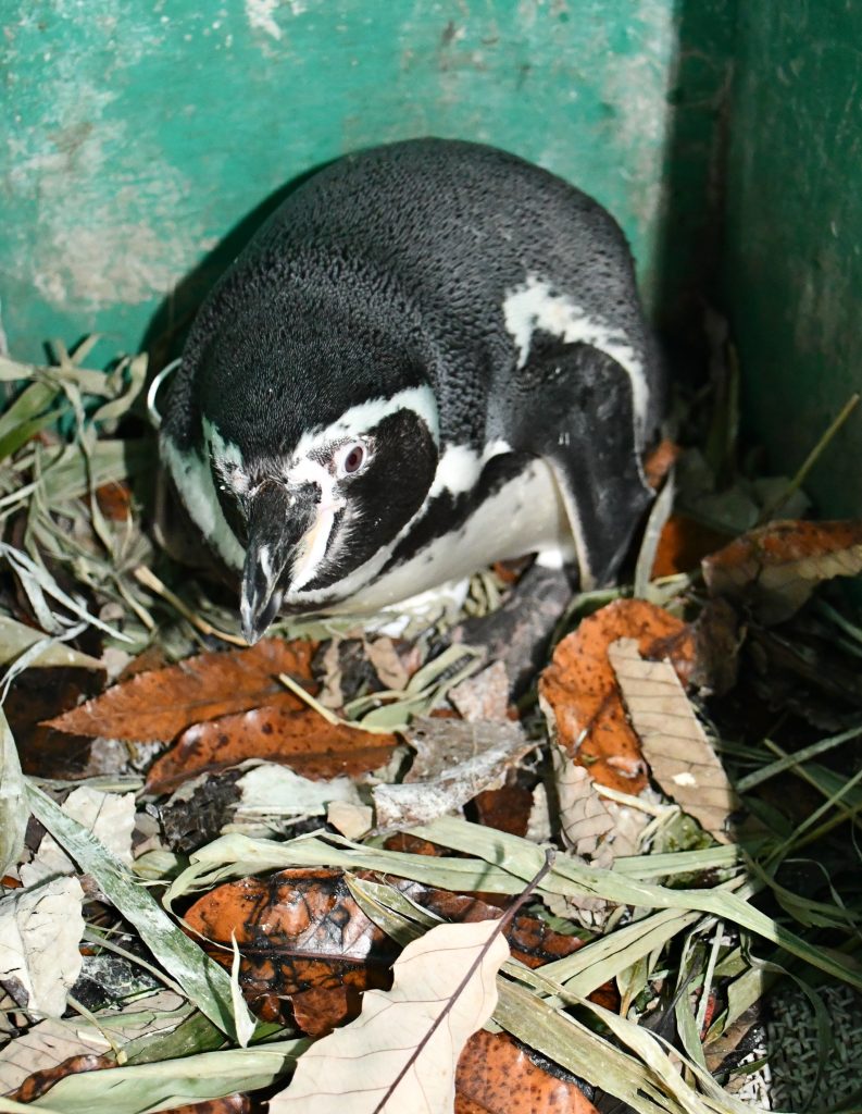 ペンギンの繁殖2025