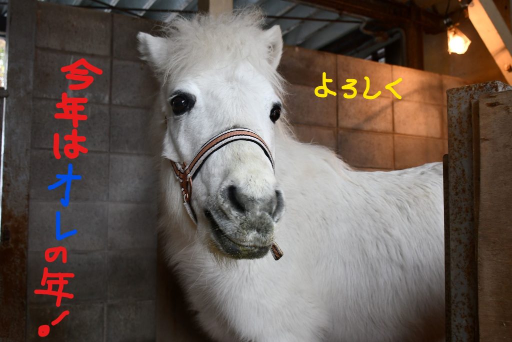 あけましておめでとうございます🏇