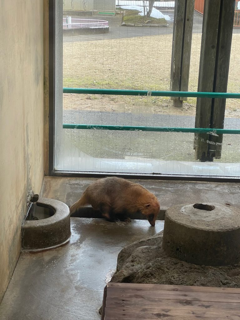 アナグマのシロくん