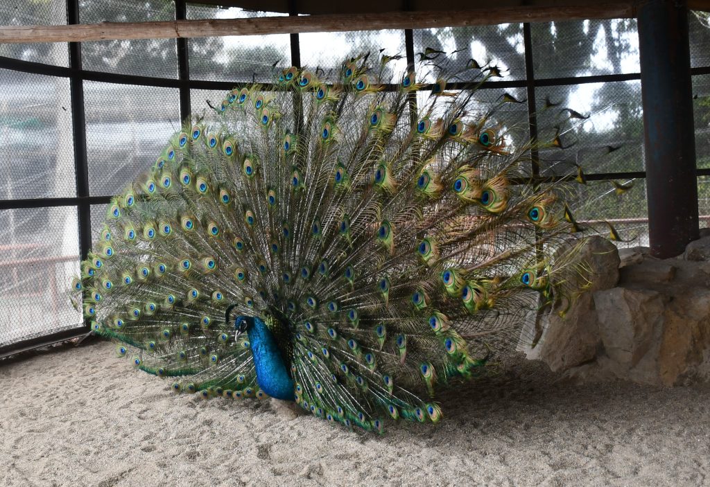 クジャク男子2026